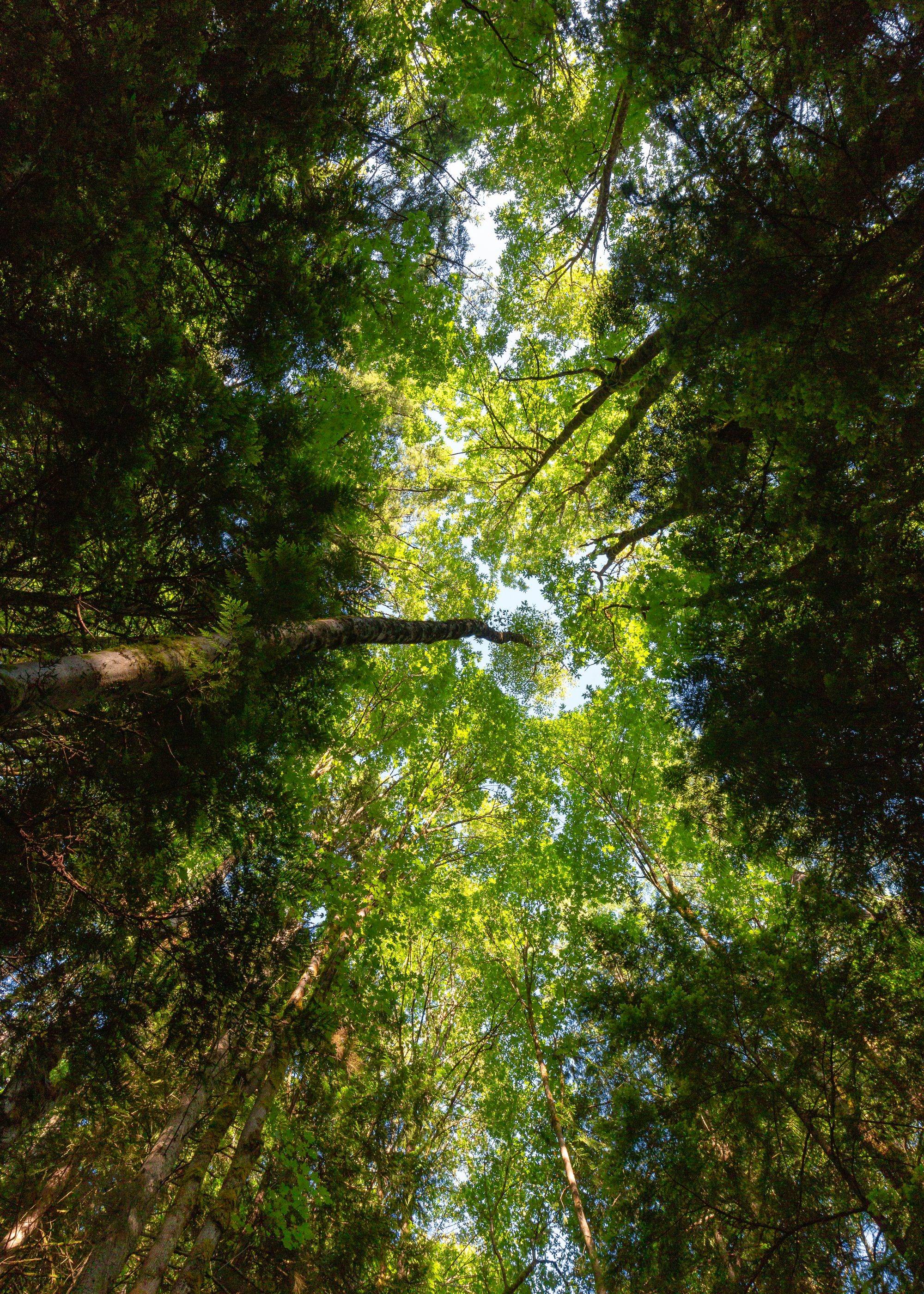 Sunlight through a forest canopy seen from below